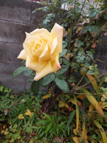 我が家のバラ | 岡山市　しおさん