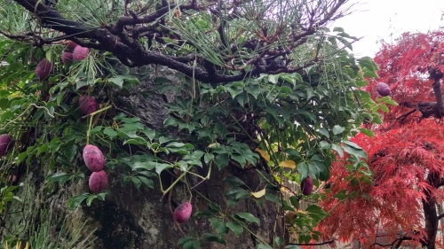 秋の庭 | 岡山市　ふうかママさん