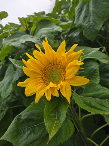 ど根性ヒマワリ | 奈義町　赤座さん