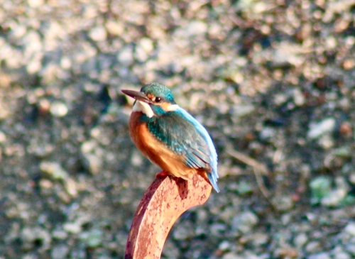 飛ぶ宝石 カワセミ