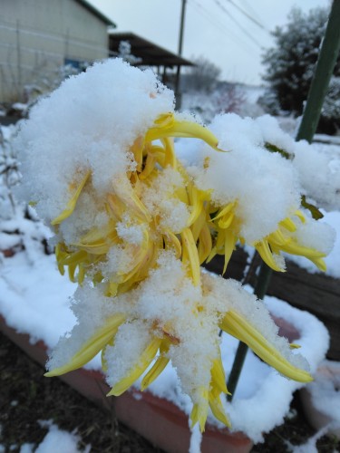 初雪でブルブル