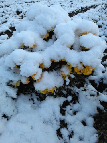 初雪でブルブル
