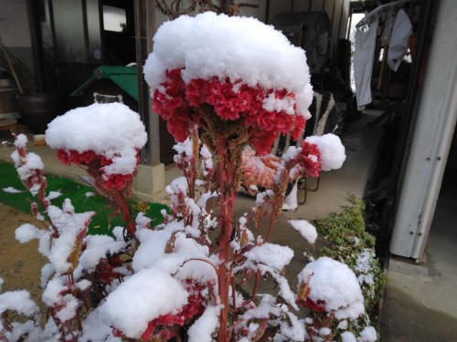 初雪でブルブル