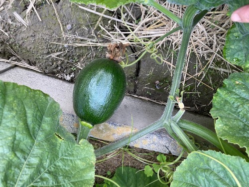 胡瓜から不思議なカボチャ？