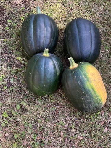 胡瓜から不思議なカボチャ？