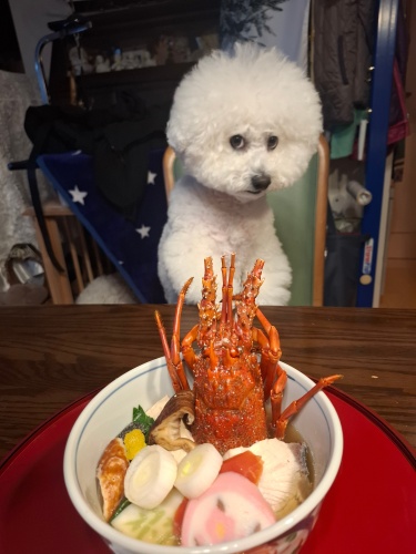 お雑煮と愛犬 | 岡山市　ビッケさん