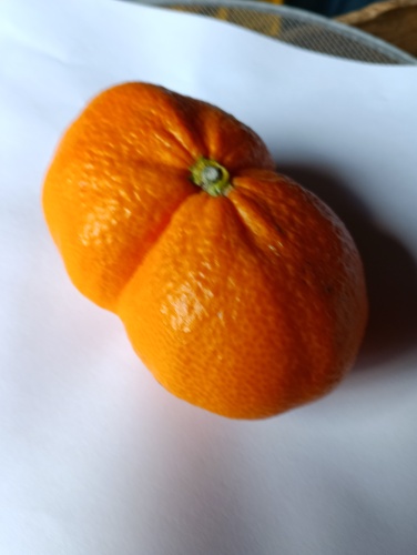 双子のみかん | 善通寺市　みかんのおばちゃんさん