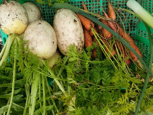 収穫したら双子でした(^^) | 里庄町　くーみさん