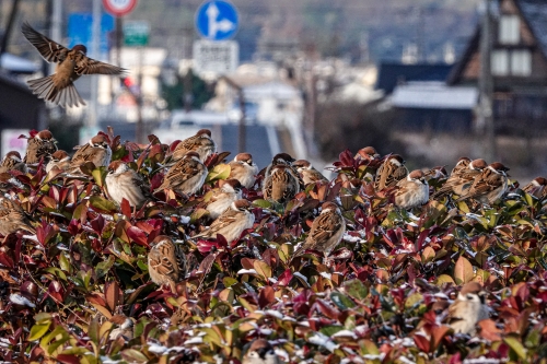 スズメ団子 | 岡山市北区　かんちゃんさん