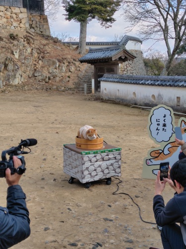猫城主の初登城 | 総社市　ミニチャンさん