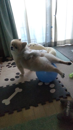 バランスボールで運動 | 里庄町　ポポさん