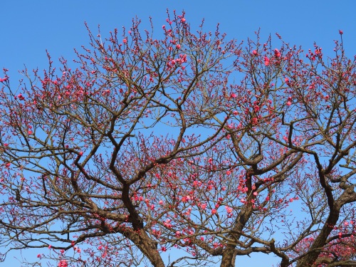 「梅」咲いてます | 岡山市　逢坂さん