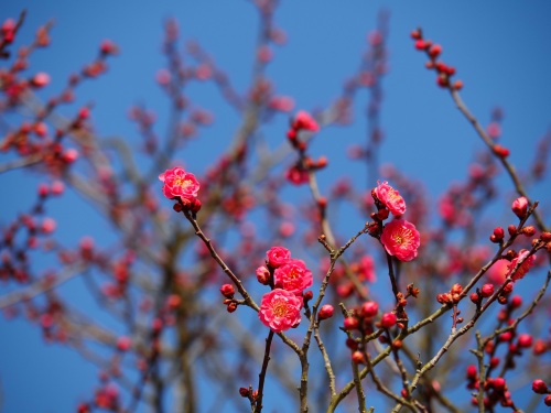 「梅」咲いてます | 岡山市　逢坂さん