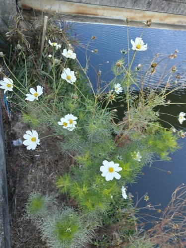 真冬にコスモス | 高松市　パッツンさん