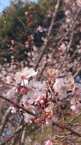 十月桜 | 倉敷市　ささささん