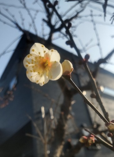 梅 | 倉敷市　タッキーさん