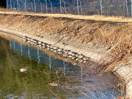 これぞまさに鳥団子！ | 総社市　ななさん