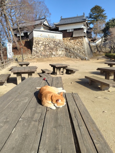 日向ぼっこ | 総社市　ミニチャンさん