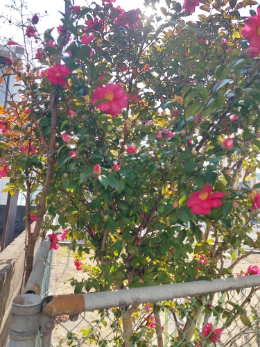 山茶花 | 岡山市　しおさん