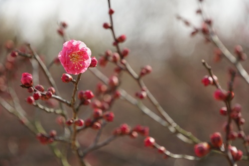 梅の花を探して | 岡山市　横山さん