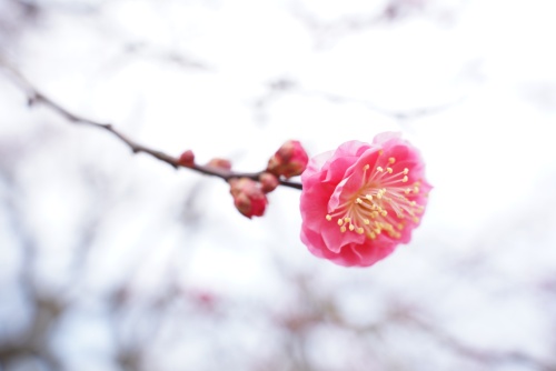 梅の花を探して | 岡山市　横山さん