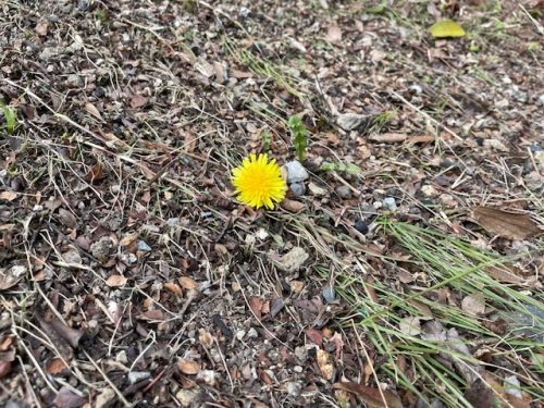 真冬のタンポポ | 倉敷市　ももたさん