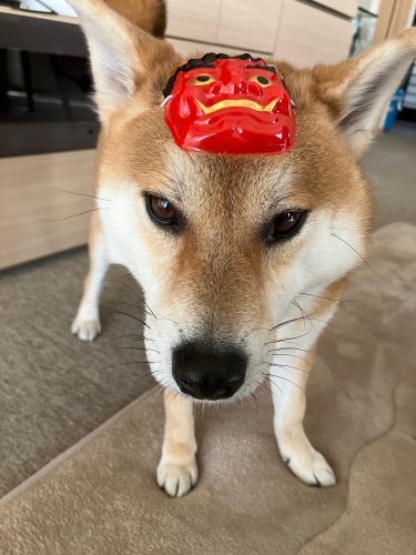 今年はなんでぼく？ | 岡山市　柴犬海(かい)くん