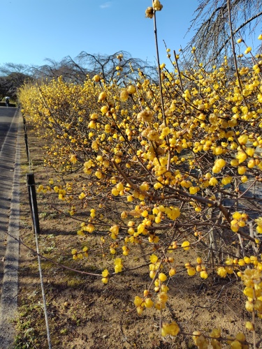 太陽の陽射しとロウバイの色の二重の輝き | 坂出市　和田さん