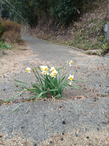 ど根性スイセン | 岡山市　楢津のはるちゃんさん
