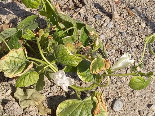 朝顔が咲いた | 高松市　堀上さん