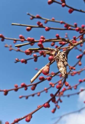 絶滅危惧種のミノムシが～ | 津山市　寺坂さん