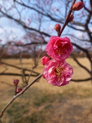 梅 | 岡山市　はるるさん