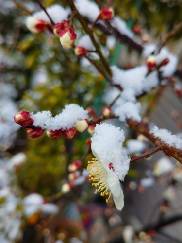 梅の花にも雪帽子 | 倉敷市　まるちゃんさん