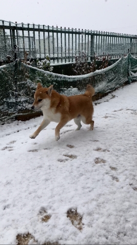 い〜ぬ〜は喜び庭駆け回り〜♪