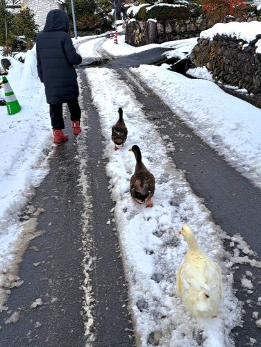 雪の日のお散歩 | 真庭市　おぴこさん