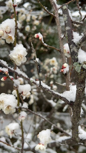 梅に雪 | 岡山市　さるたさん