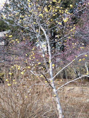 梅は咲いたが桜はまだまだですよ～ | 瀬戸内市　野﨑さん