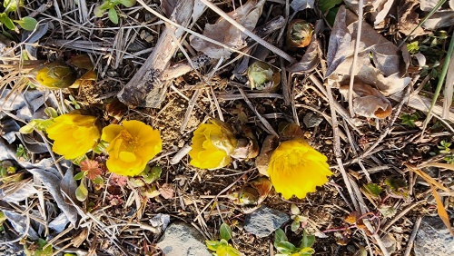 春近しか | 勝央町　丸尾さん