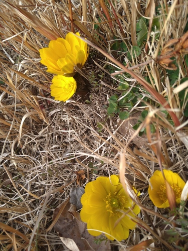 春の訪れ | 高梁市　ゆうじさん