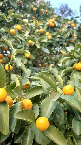 鈴なり～ | 倉敷市　ささささん