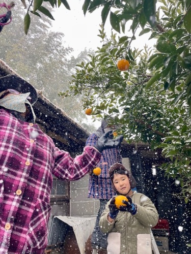 伊予柑狩り | 総社市　片岡さん
