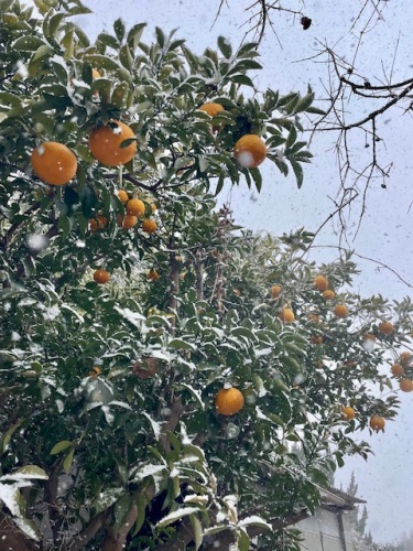 伊予柑狩り | 総社市　片岡さん