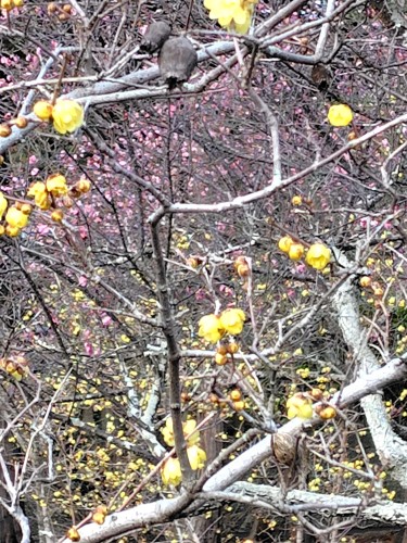梅は咲いたが桜はまだまだですよ～ | 瀬戸内市　野﨑さん