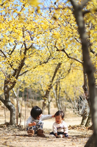 ロウバイ | 岡山市　佐々木さん