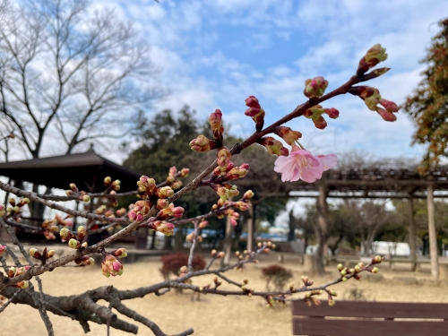 春はそこまで | 倉敷市　ひろりんさん
