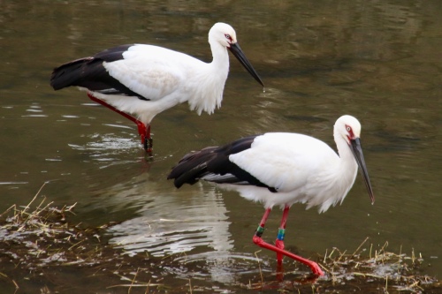 コウノトリのデート？ | 浅口市　山本さん