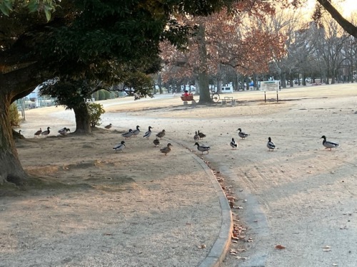 カルガモの行列 | 岡山市　前田さん