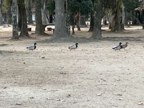 カルガモの行列 | 岡山市　前田さん