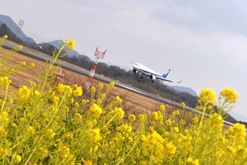 菜の花に降りる飛行機 | 高松市　ジェネラル・ポチさん