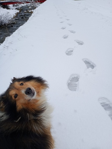 なごり雪の朝、散歩の帰り道 | 真庭市　ビフタネンさん